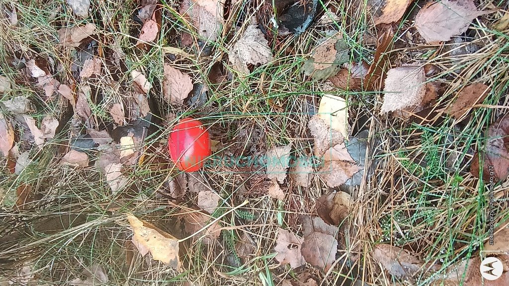 Działka budowlana na sprzedaż Nowa Bukówka  24 600m2 Foto 7