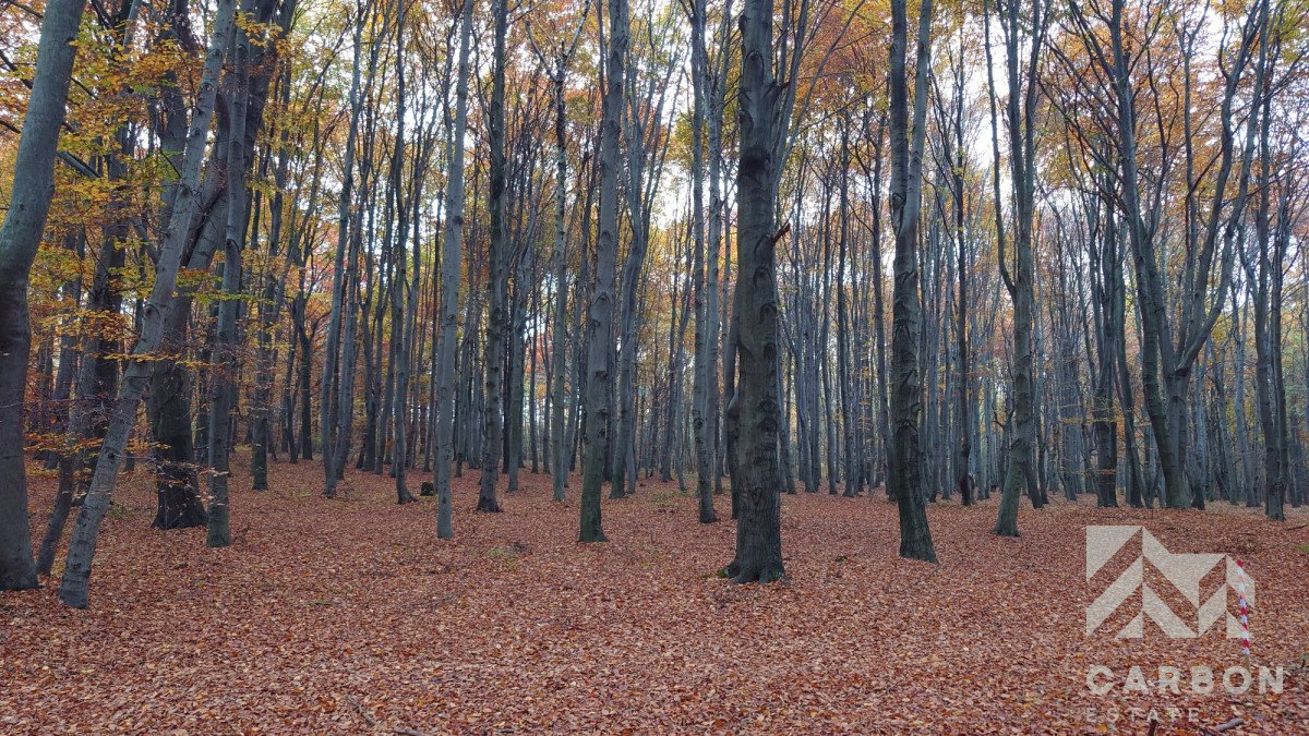 Działka leśna na sprzedaż Dąbrowa Górnicza, Ujejsce  9 184m2 Foto 3