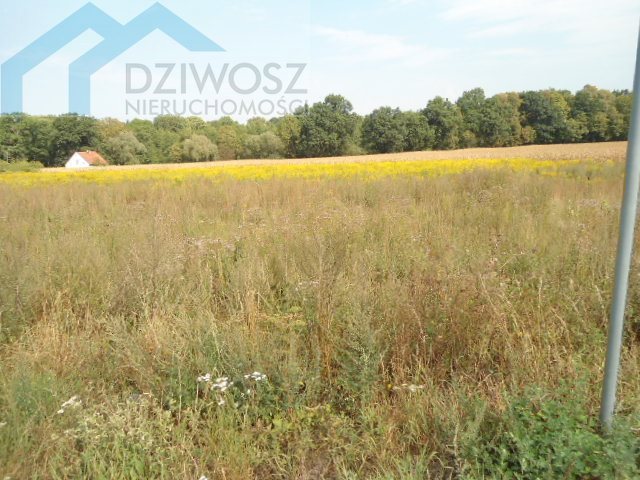 Do sprzedania działka 1680 m² z możliwością podziału w Mirosławicach Mirosławice  1 680m2 Foto 1