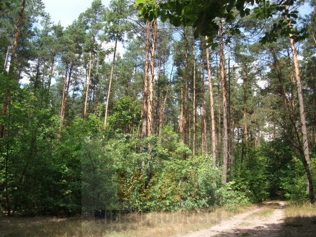Działka leśna 18 000 m² w Pniewach z bobrzym żeremem Pniewy  18 000m2 Foto 1