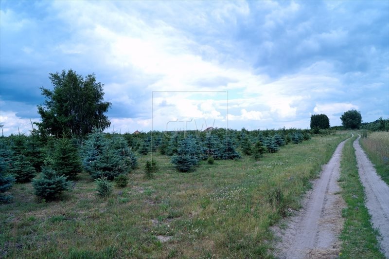 Działka rolna na sprzedaż Miedzechów  39 291m2 Foto 6