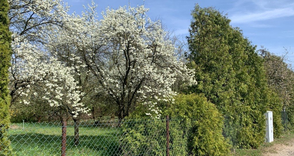 Działka inna na sprzedaż Uniejów  2 700m2 Foto 4