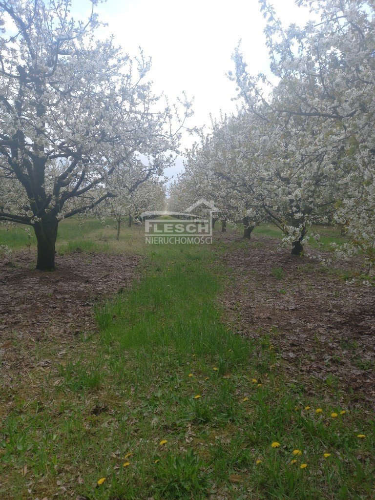 Działka rolna na sprzedaż Załęże Duże  7 300m2 Foto 7