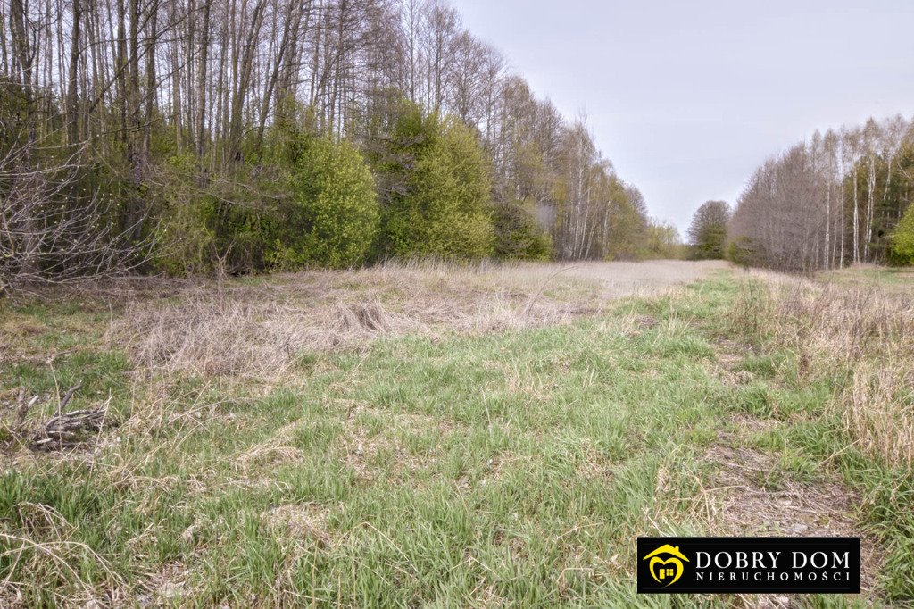 Polecam działkę 12 000 m² z lasem i łąką, rekreacja i opał Widowo  12 000m2 Foto 1