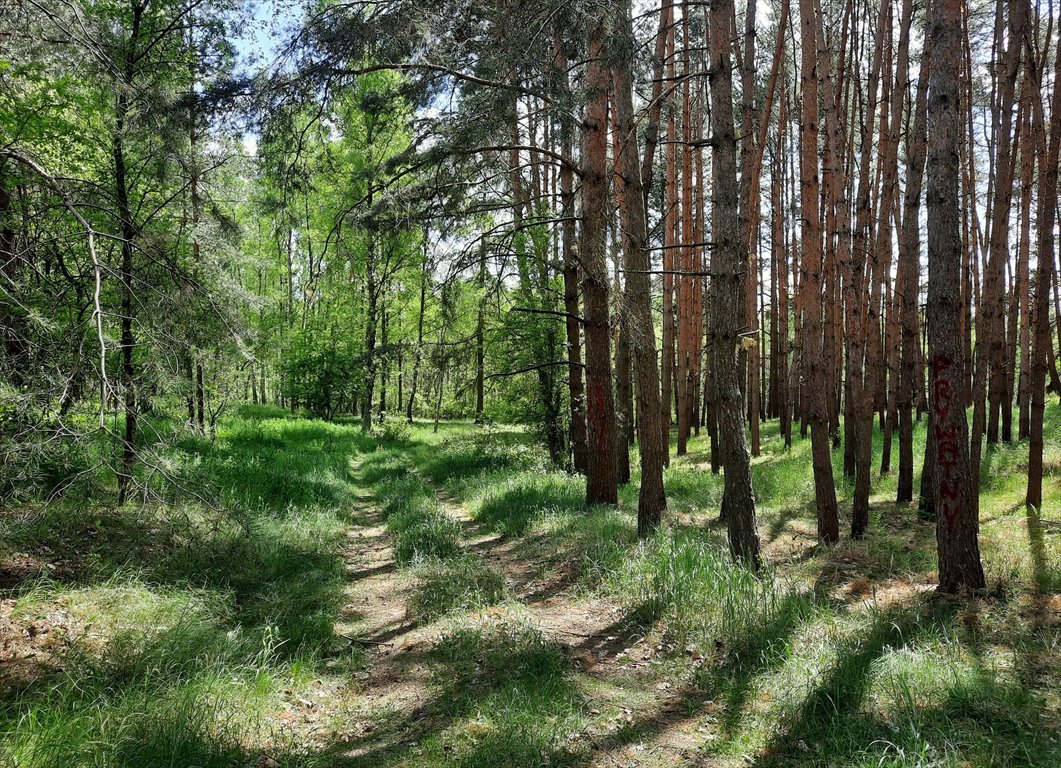 Działka leśna na sprzedaż Drewno  244 700m2 Foto 2