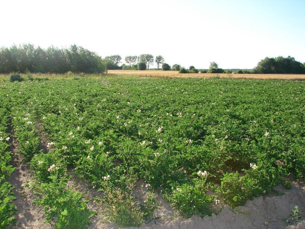 Działka inna na sprzedaż Grzebienisko, Parkowa - Jodłowa  1 001m2 Foto 4