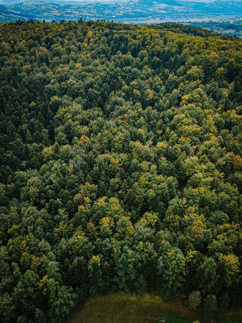 Działka leśna na sprzedaż Łęki  5 800m2 Foto 3