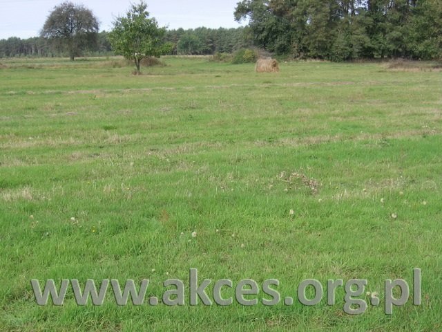 Działka 1,9 ha z wodą i prądem, plan mieszkaniowy Głuchy  19 053m2 Foto 1