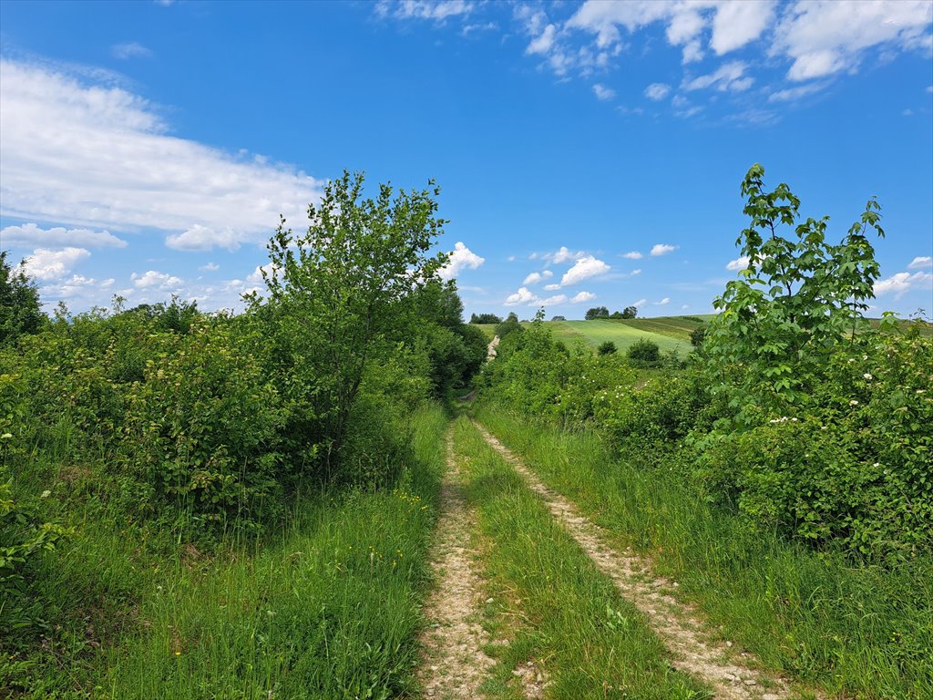 Działka leśna na sprzedaż Podniebyle  6 089m2 Foto 13