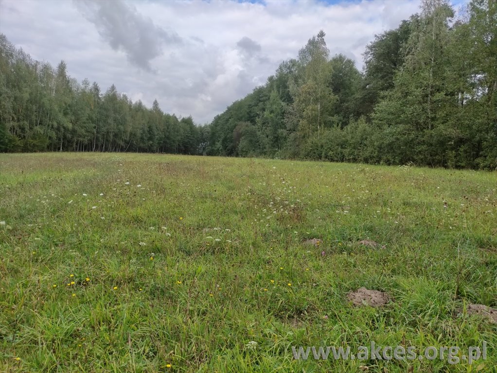 Działka 11 450 m² w lesie z polaną, dojazd gruntowy Obręb  11 450m2 Foto 1