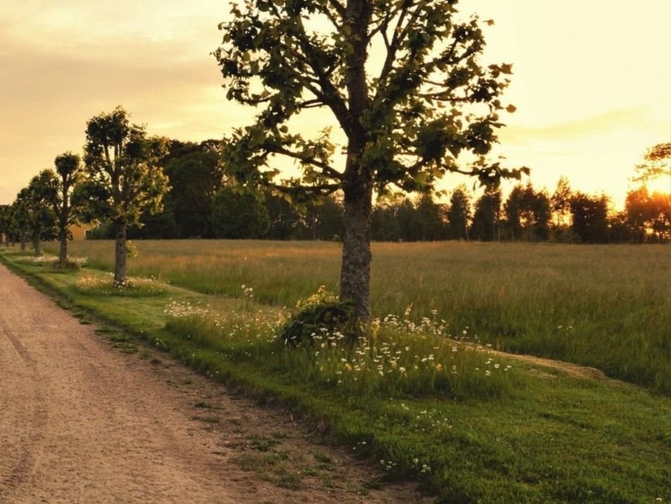 Działka budowlana na sprzedaż Rynki  1 406m2 Foto 1