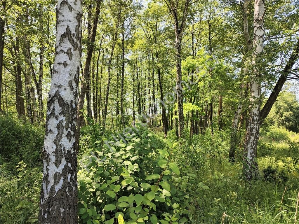 Działka 2750 m² pod dom lub inwestycję, pełna zieleni Budy Zosine  2 750m2 Foto 1