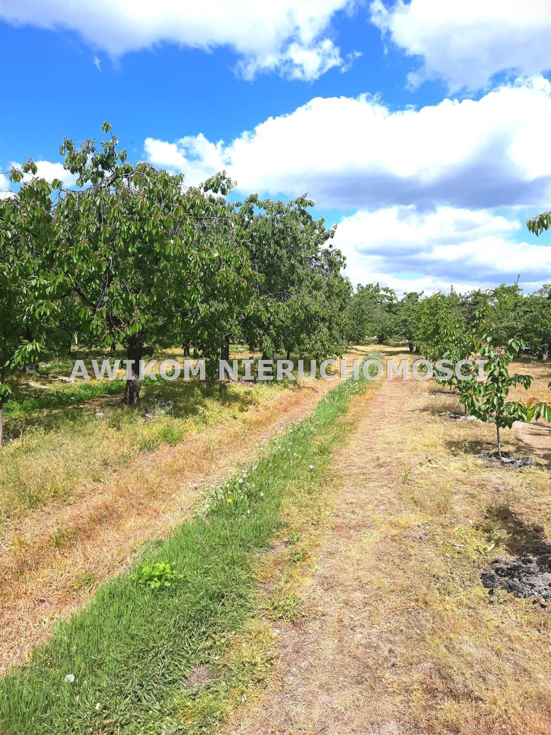 Sprzedaż działki z domem, stawem i sadami 5,67 ha Kornelówka  56 700m2 Foto 1