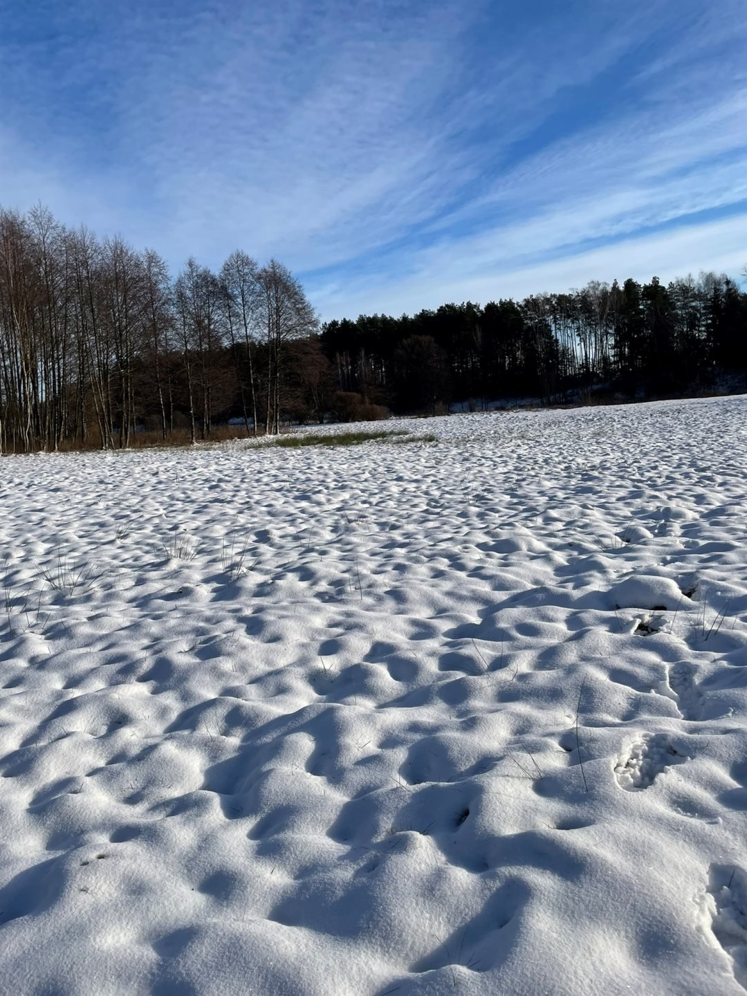 Działka leśna na sprzedaż Kowalewko, Szyjki  800m2 Foto 7