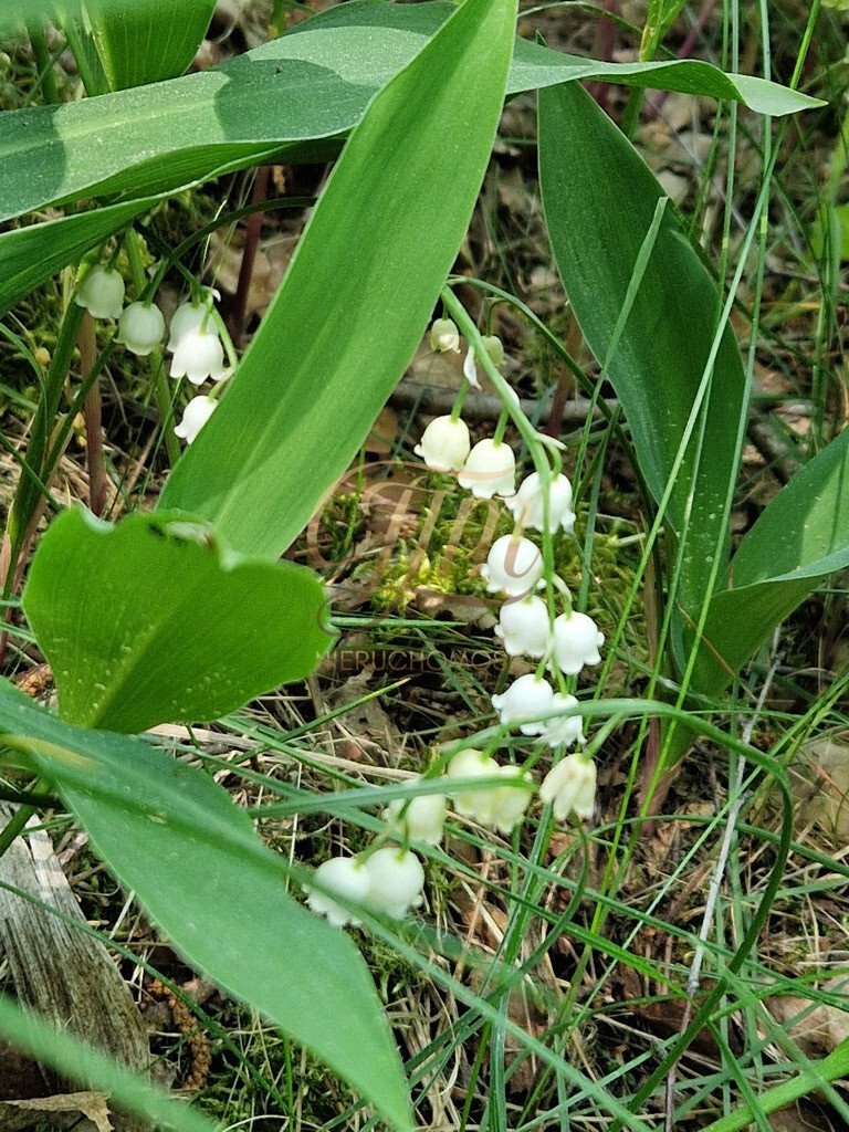 Działka budowlana na sprzedaż Ruda  2 100m2 Foto 3