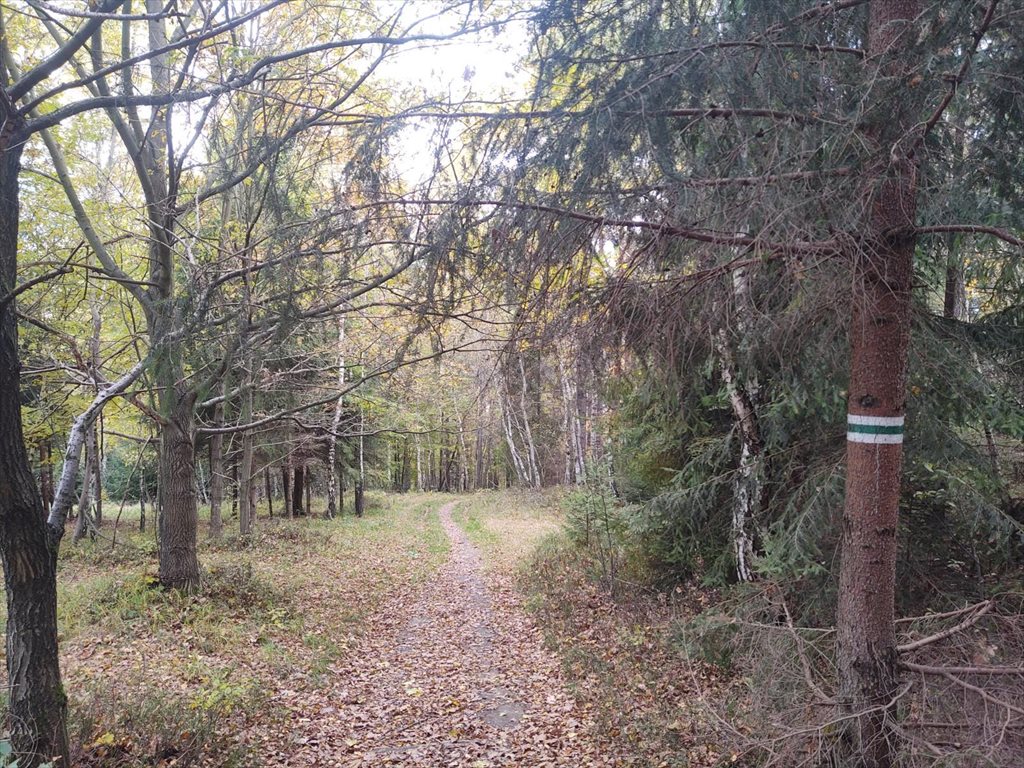 Działka rolna na sprzedaż Tresna  5 560m2 Foto 9