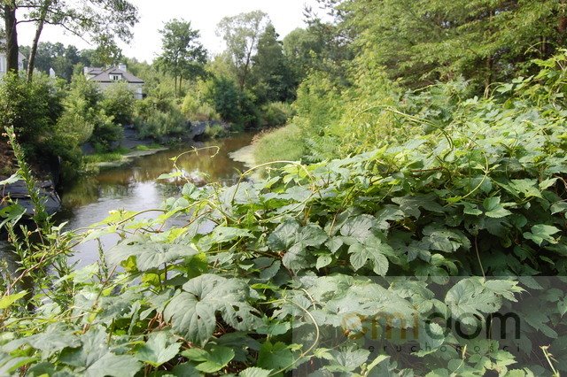 Działka budowlana na sprzedaż Konstancin-Jeziorna  1 775m2 Foto 5