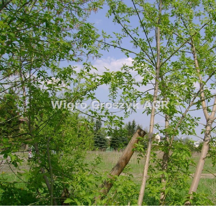 Działka inna na sprzedaż Łomianki, Dąbrowa 1 717m2 Foto 1 Działka inna na sprzedaż Łomianki, Dąbrowa 1 717m2 Foto 1