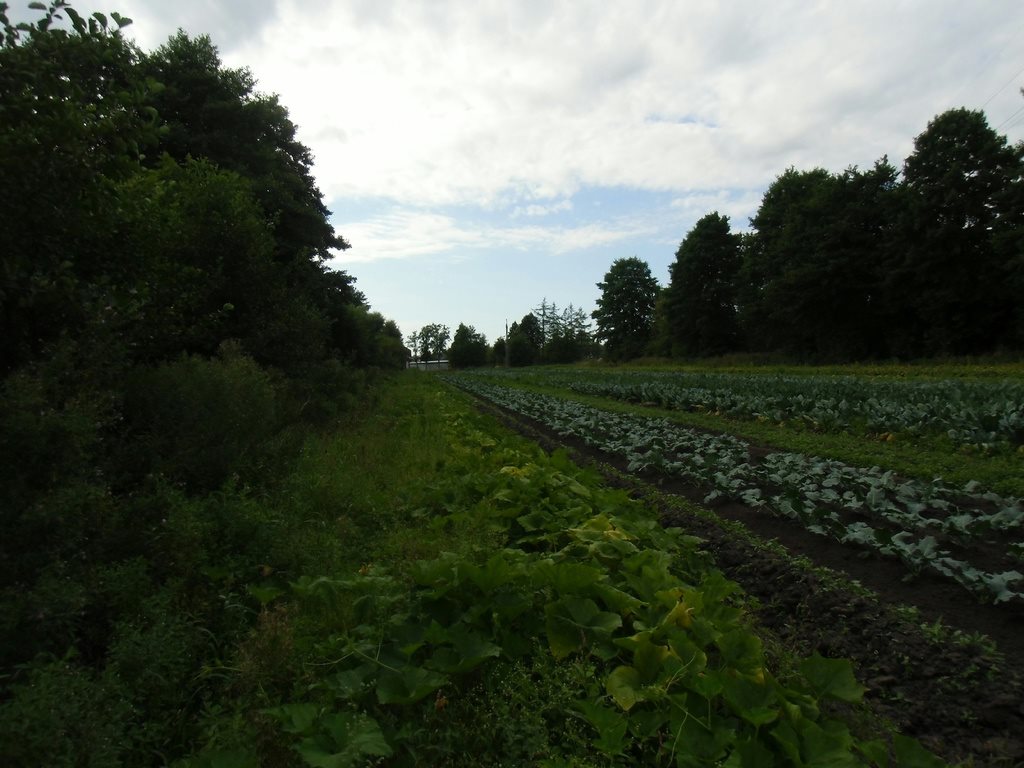 Działka budowlana na sprzedaż Rumia  8 016m2 Foto 2