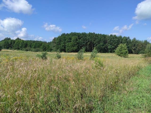 Działka budowlana na sprzedaż Pilec  3 000m2 Foto 8