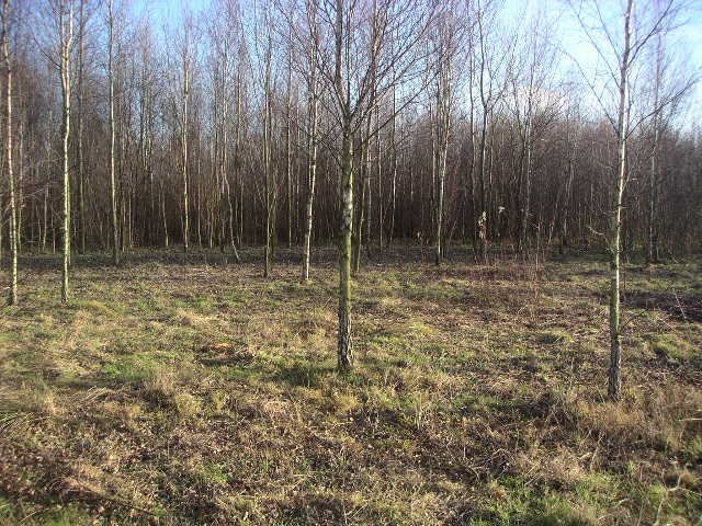 Działka budowlana na sprzedaż Podrudzie, Lipowa  9 849m2 Foto 1