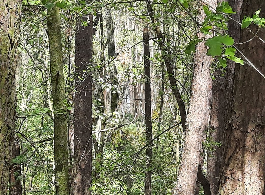 Działka leśna na sprzedaż Drewno  244 700m2 Foto 4