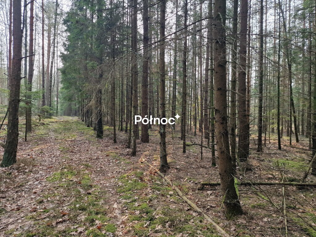 Leśna działka 42,9 ha sosny, brzozy, świerki, dźwignij inwestycję Poniklica  42 900m2 Foto 1