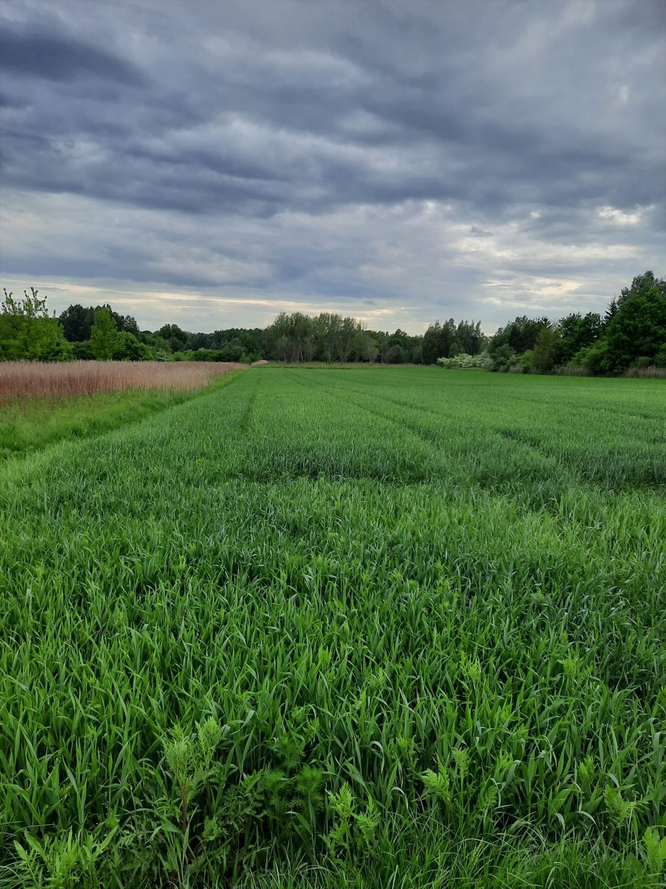 Działka budowlana na sprzedaż Warszawa, Wilanów, Błonia Wilanowskie  5 921m2 Foto 6