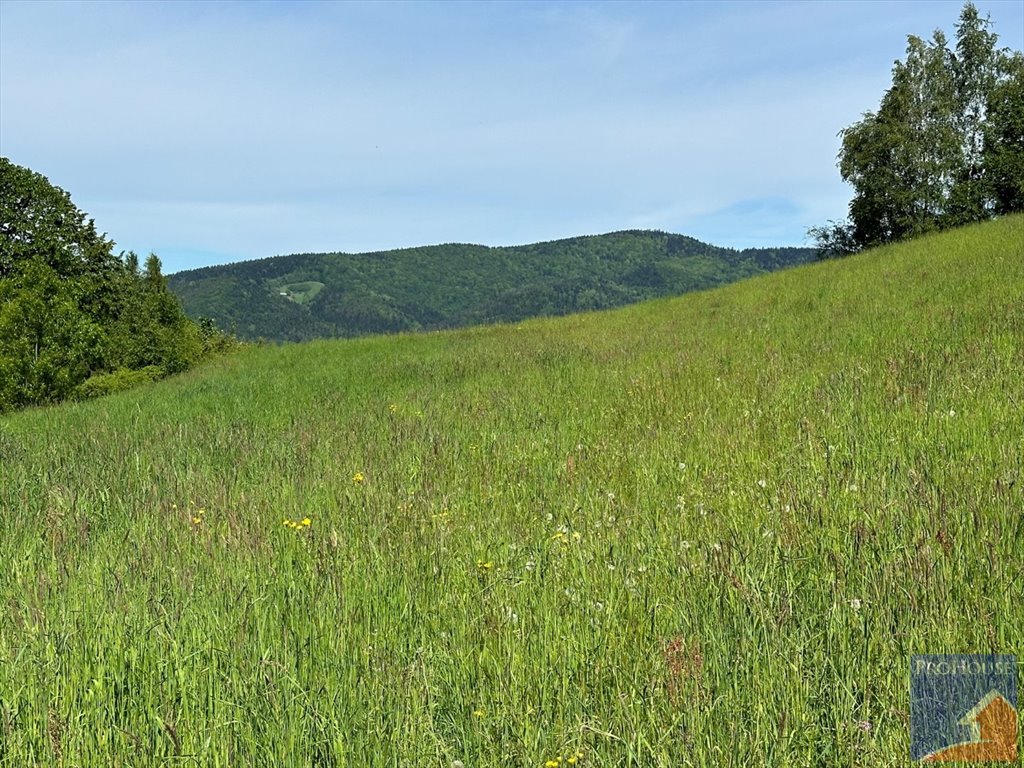 Działka budowlana na sprzedaż Skrzydlna  7 400m2 Foto 5