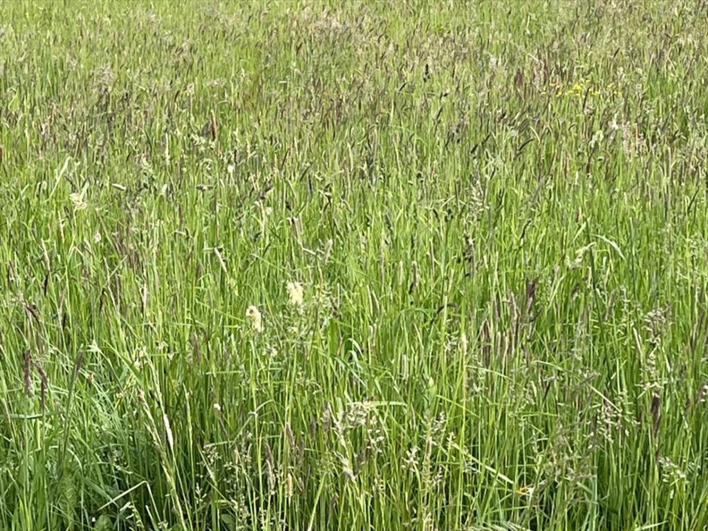 Działka budowlana na sprzedaż Olmonty  1 100m2 Foto 1