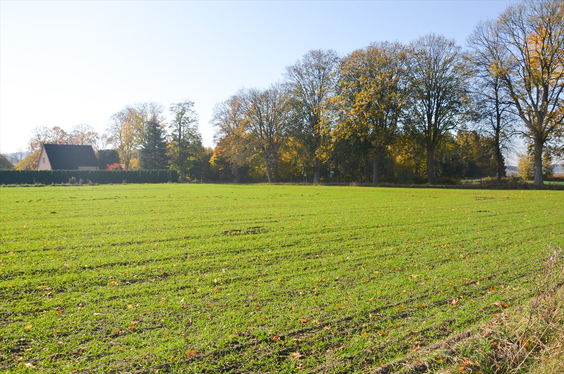 Działka siedliskowa na sprzedaż Borkowo  3 000m2 Foto 10