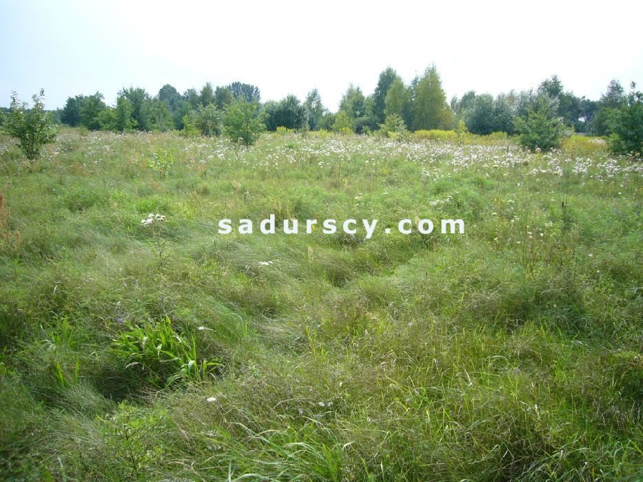 Działka budowlana na sprzedaż Władysławów  1 000m2 Foto 1