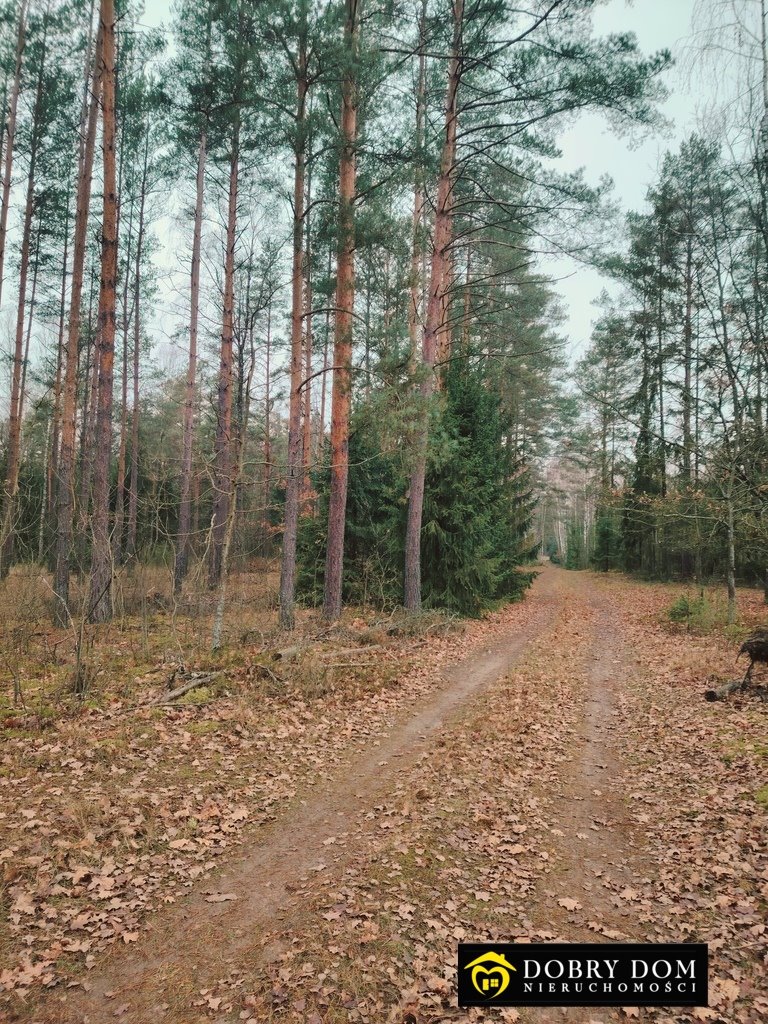 Działka leśna na sprzedaż Tajenko  85 259m2 Foto 6