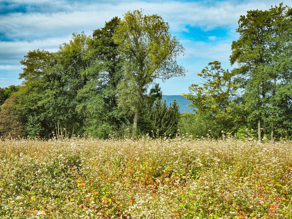 Działka inna na sprzedaż Wilkanów  1 500m2 Foto 2