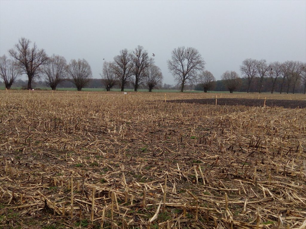 Działka budowlana na sprzedaż Kłecko, Gorzuchowo  1 364m2 Foto 15