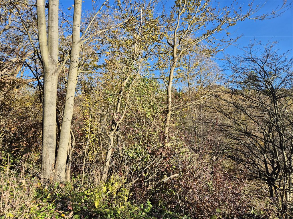 Działka rolna na sprzedaż Jasionka  7 000m2 Foto 6