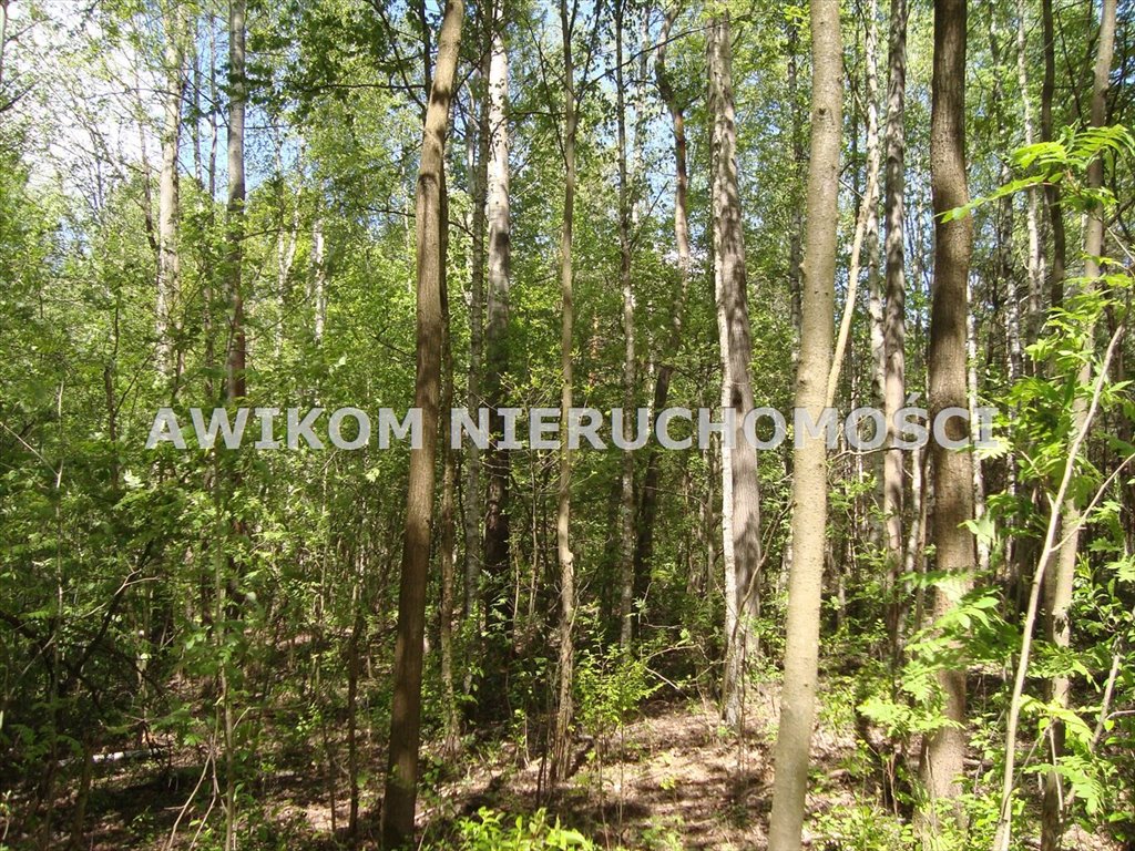 Działka leśna na sprzedaż Piotrkowice  13 500m2 Foto 4