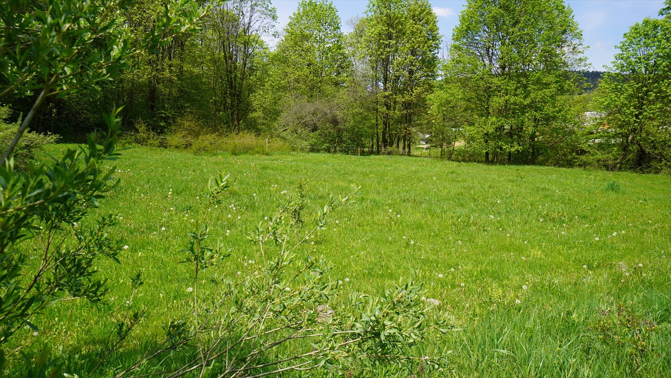 Na sprzedaż działka 7 600 m² w malowniczej Nowicy Nowica  7 600m2 Foto 1