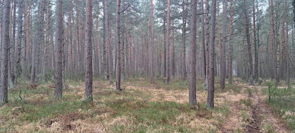 Dwie leśne działki sosnowe 20 400 m², dojazd utwardzony Dąbrowy  20 400m2 Foto 1