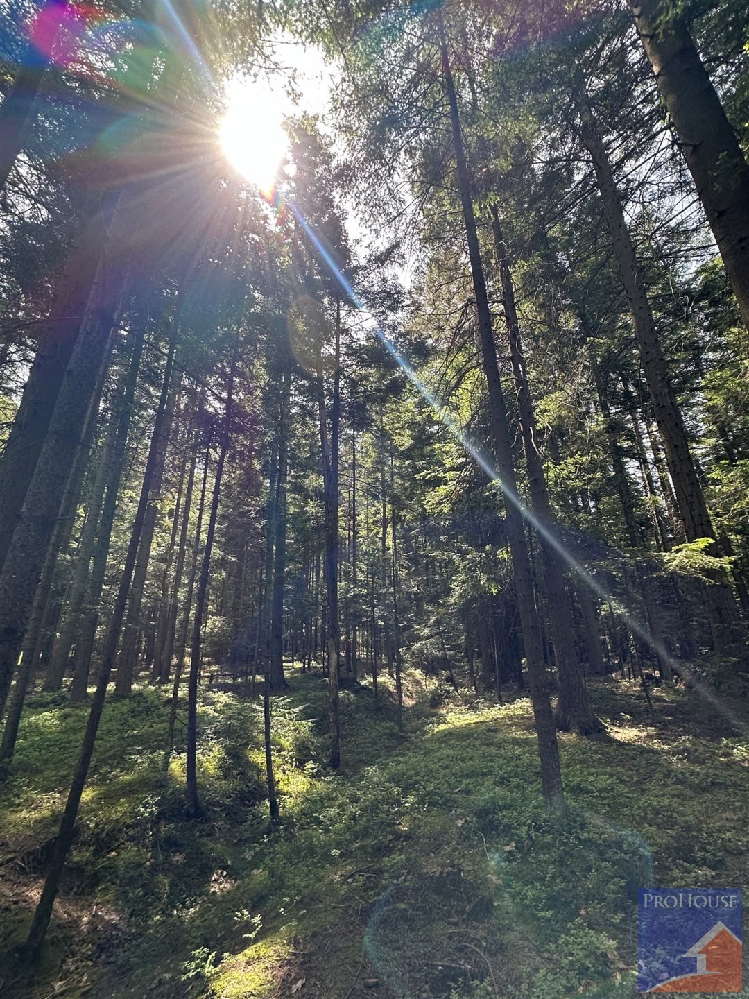 Działka leśna na sprzedaż Podłopień  5 200m2 Foto 17