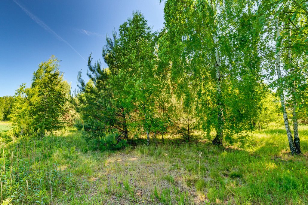 Działka budowlana na sprzedaż Majdan  3 000m2 Foto 19