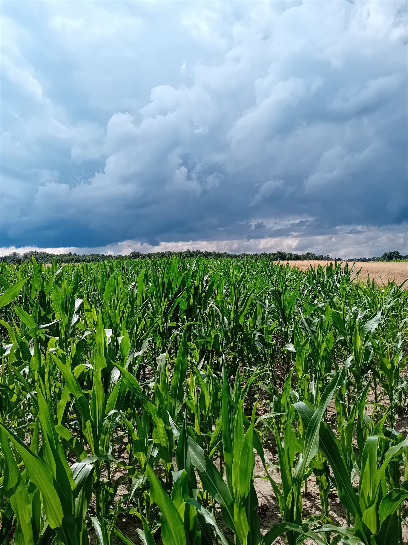 Działka budowlana na sprzedaż Łany Wielkie, Łabędzka  720m2 Foto 4