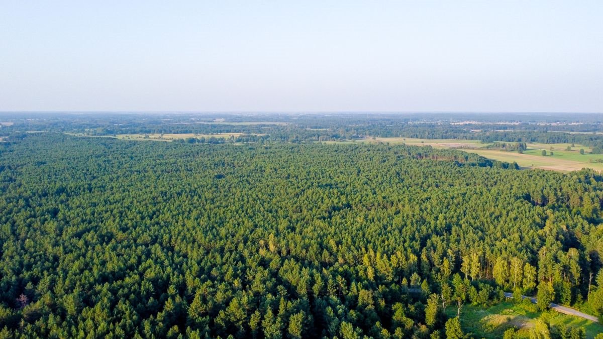 Działka inwestycyjna na sprzedaż Grądy Szlacheckie, Julianka  80 600m2 Foto 4