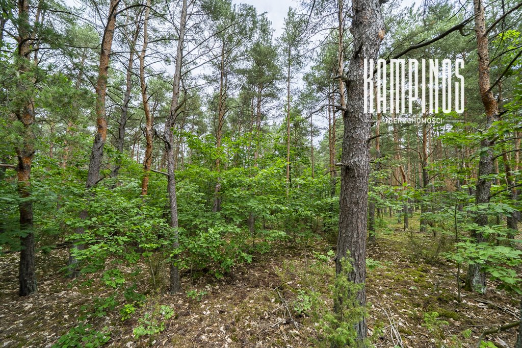 Działka leśna z możliwością zabudowy do 20% (do 400m²) w Hornówku Hornówek  3 455m2 Foto 1