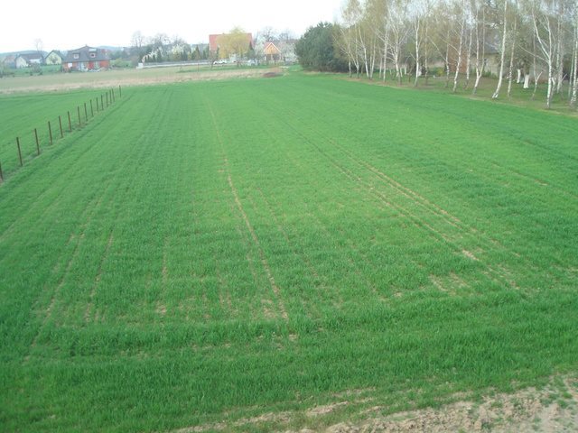 Działka budowlana na sprzedaż Kotórz Mały 1 100m2 Foto 1 Działka budowlana na sprzedaż Kotórz Mały 1 100m2 Foto 1