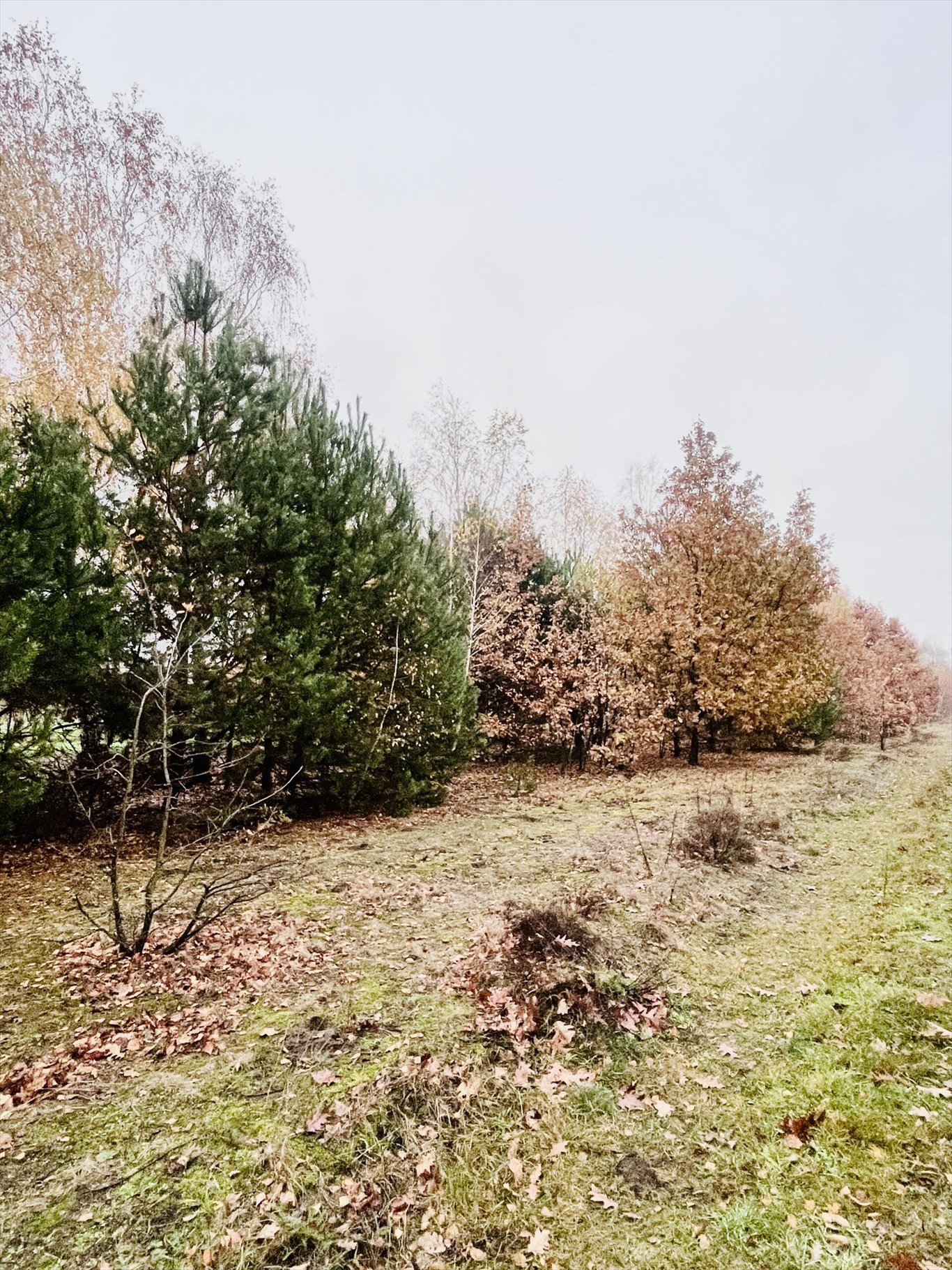 Działka budowlana na sprzedaż Rżyska  3 058m2 Foto 1