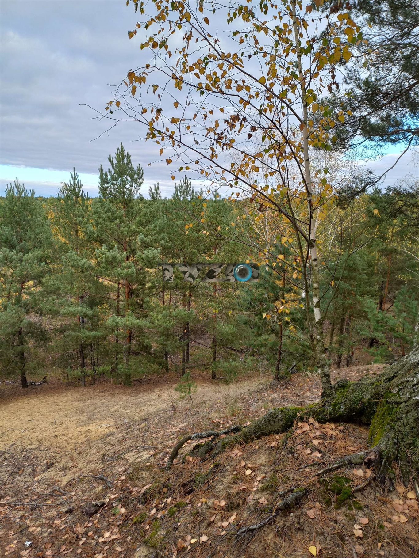 Działka budowlana na sprzedaż Michałów-Reginów, Michałów-Reginów, Lisia  2 500m2 Foto 10