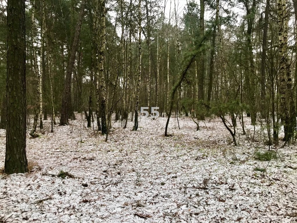 Działka leśna na sprzedaż Konstantynów Łódzki, Bechcice  8 690m2 Foto 4