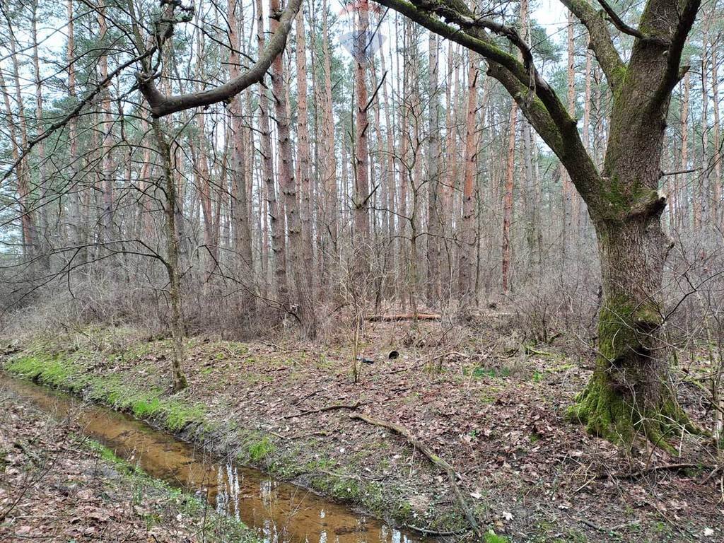 Działka leśna z prawem budowy na sprzedaż Rynia, Ignacego Paderewskiego  4 461m2 Foto 3