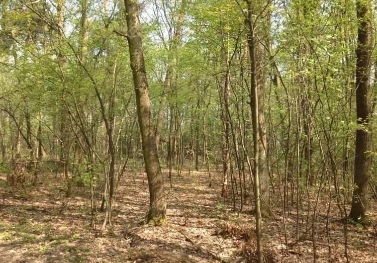 Działka leśna na sprzedaż Raszyn, Sękocin Las  12 000m2 Foto 3